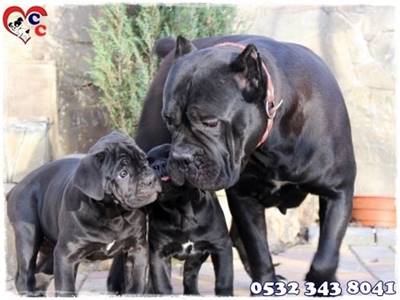 Cane Corso Yavru Blue Fiyatlari