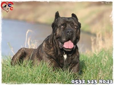 Cane Corso Yavru Blue Fiyatlari