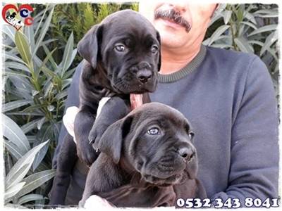 Cane Corso Yavru Blue Fiyatlari