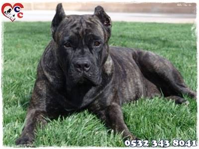 cane corso