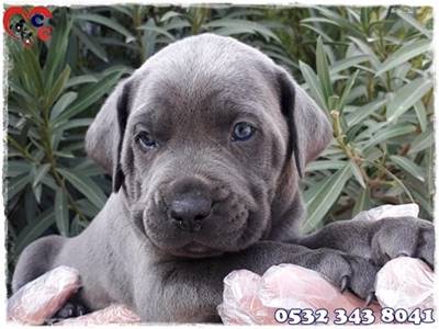 cane corso yavru