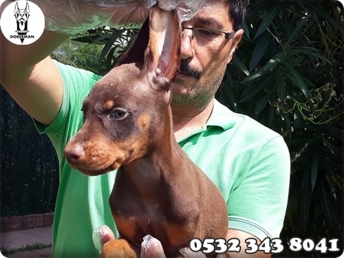 doberman yavrusu