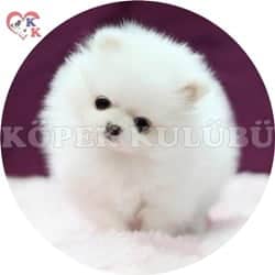 pomeranian