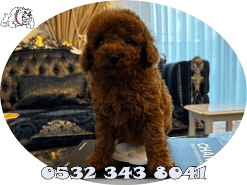 toy poodle