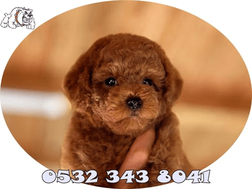 toy poodle