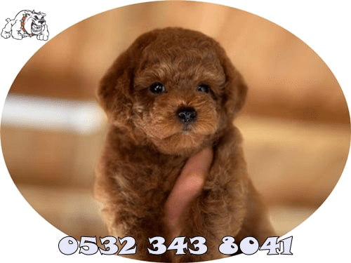 toy poodle