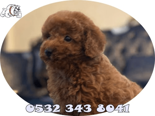 toy poodle