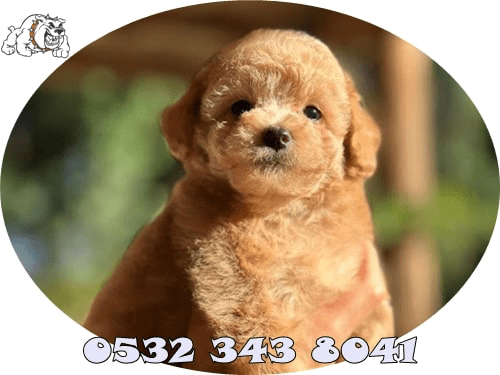 toy poodle fiyat