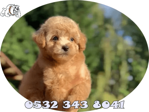 toy poodle fiyatı