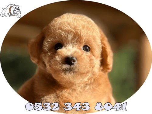 toy poodle fiyat