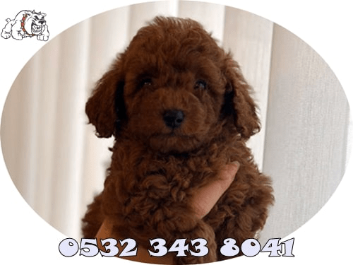 toy poodle fiyat