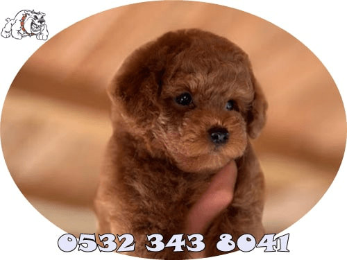 toy poodle