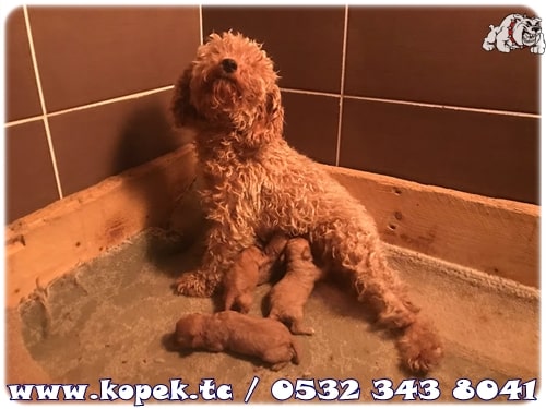 toy poodle