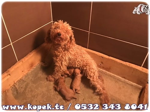 toy poodle