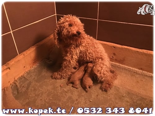 toy poodle 2023 fiyat