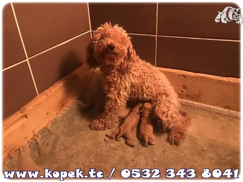 toy poodle fiyat 2023