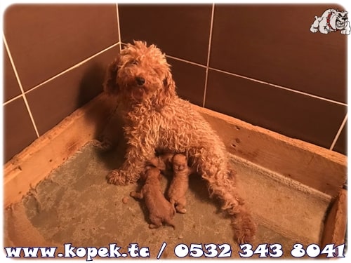 toy poodle fiyat