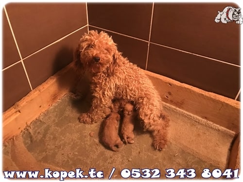 toy poodle fiyatları