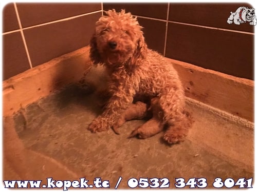 toy poodle