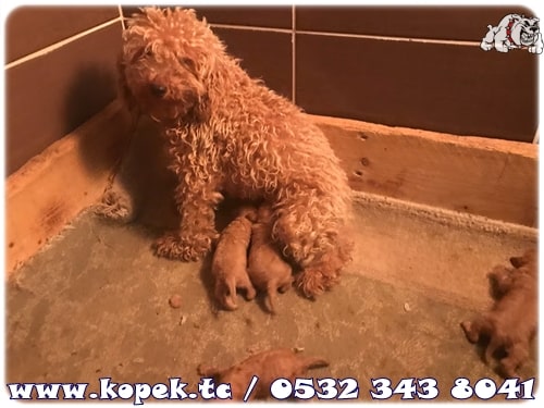 toy poodle