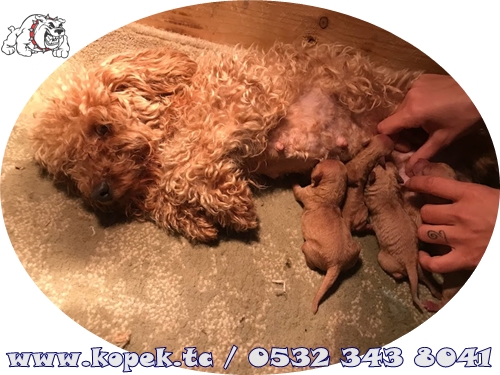 toy poodle fiyat