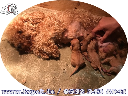 toy poodle fiyat