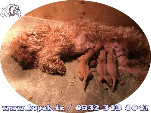 toy poodle fiyat