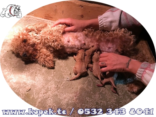 toy poodle fiyat